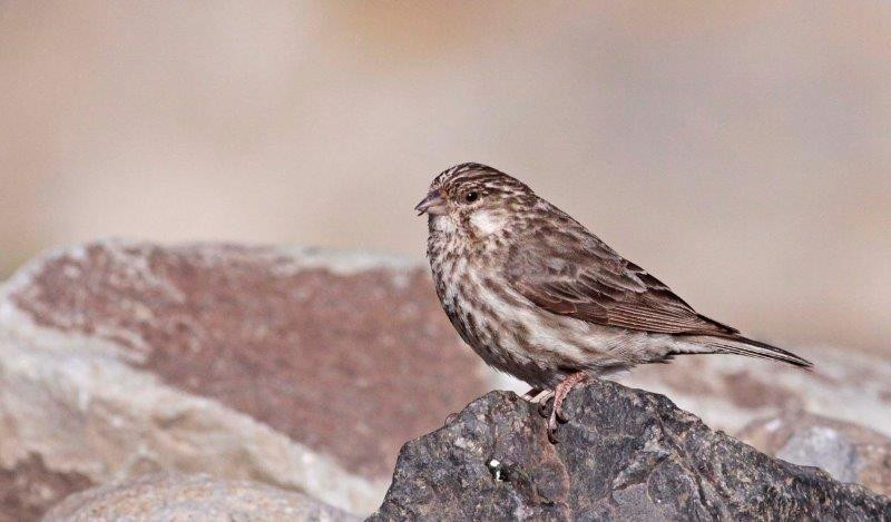 It was here, in 1976, that the endemic Ankober Serin was discovered.
